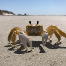 a crab standing on a beach with its front legs out