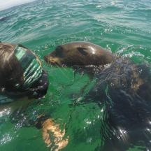una foca nedant a l'aigua amb un bussejador