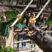 a man giving food to an elephant at a zoo