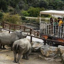 two elephants standing next to a truck with people