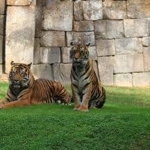 two tigers sitting in the grass in a zoo