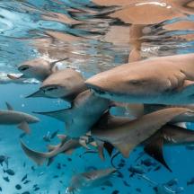 a group of sharks swimming in the water