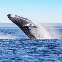 a humpback whale jumping out of the water