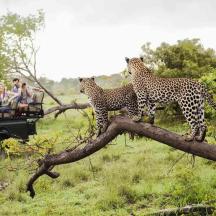 two cheetahs standing on top of a tree branch