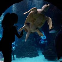 a woman looking at a turtle in an aquarium