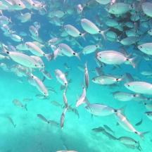 un gran grupo de peces en el agua