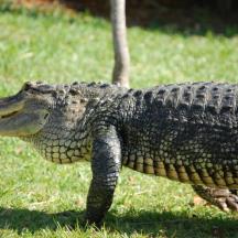 an alligator standing in a field of grass