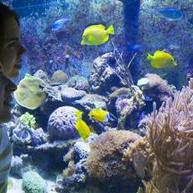 dues noies mirant els peixos d'un aquari