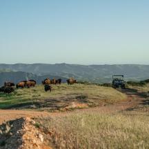 un ramat d'animals pasturant en un turó amb un camí de terra