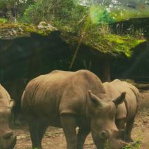Zwei Nashörner stehen im Dreck in einem Zoo