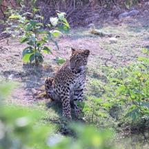 a leopard sitting in the grass in a field