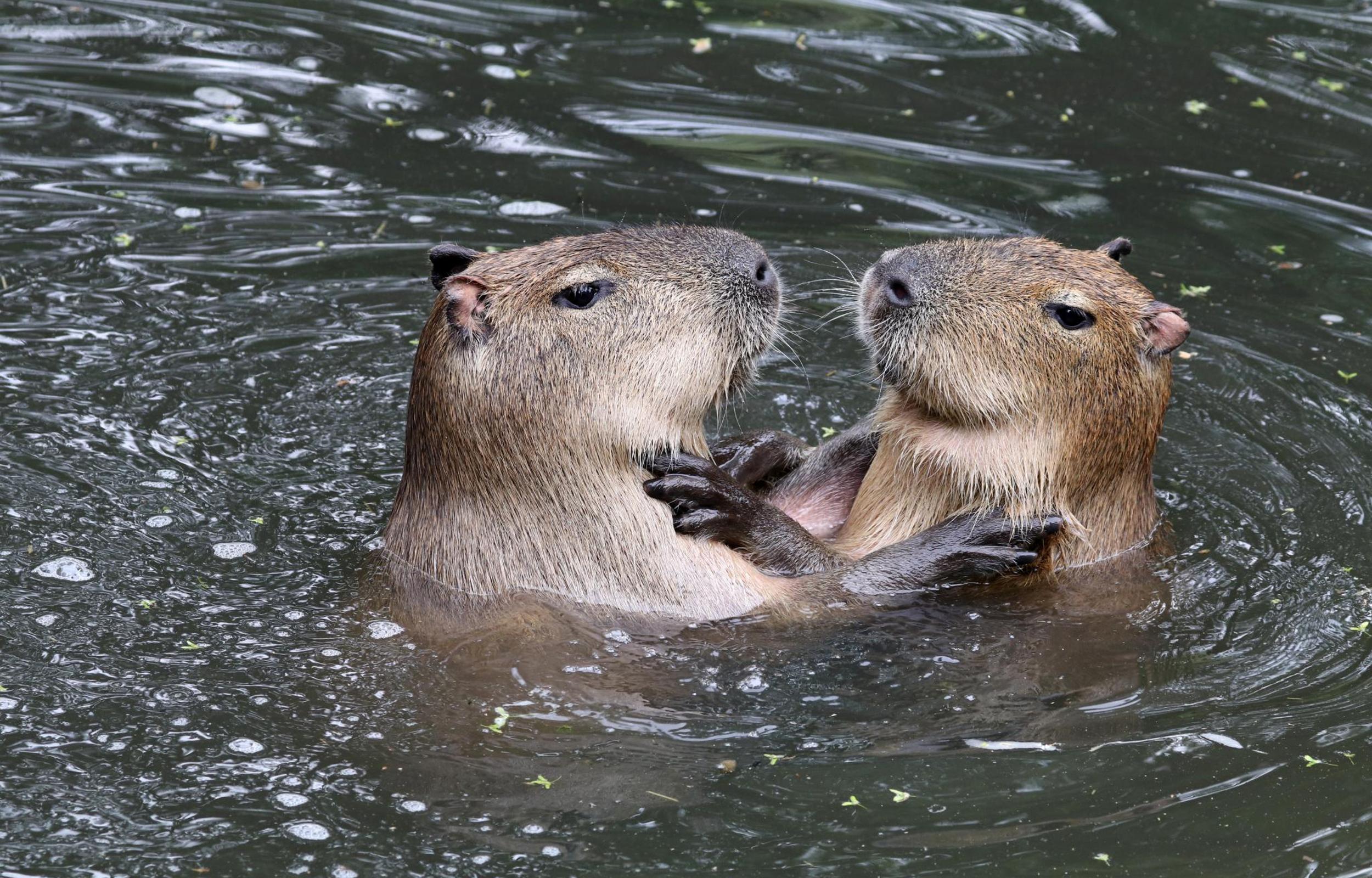 ネオパークオキナワ 入園チケット