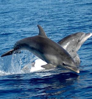 due delfini che saltano fuori dall'acqua