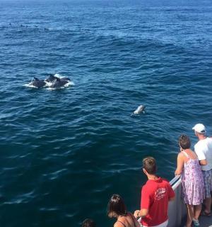 a group of people watching a whale in the water