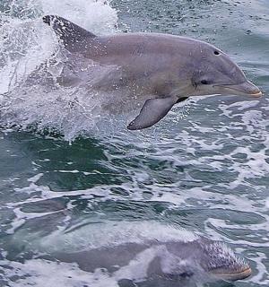 a dolphin is running in the water