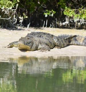 一只鳄鱼躺在水边的沙滩上