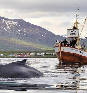 船边水中的鲸鱼