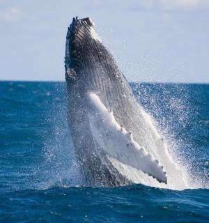 delfín vyskakující z vody