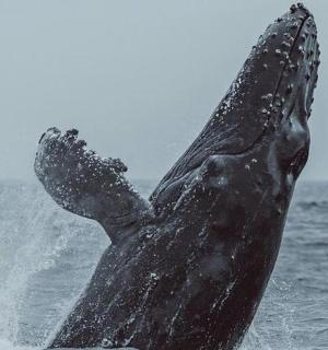 a humpback whale jumping out of the water