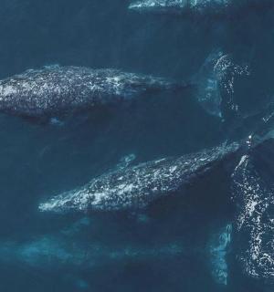 two whales in the water in the ocean