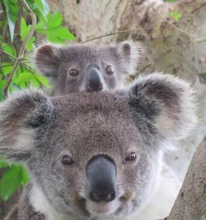 两只考拉站在树顶上