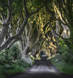 土路上的树木隧道