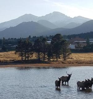 un grup d'animals que estan a l'aigua