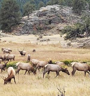 eine Herde Hirsche grast auf einem Feld