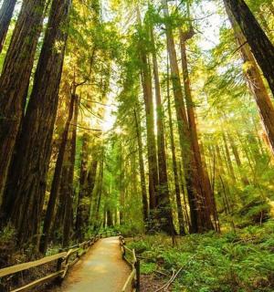 a dirt road in a forest with tall trees