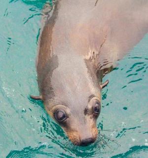 en søløve svømmer i vandet