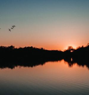 日落时分两只鸟飞过湖面