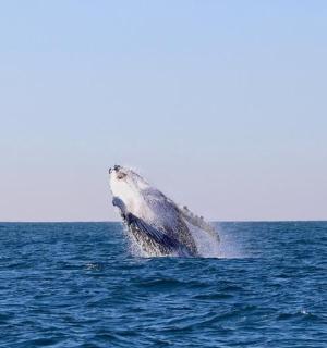 una balena geperuda saltant fora de l'aigua