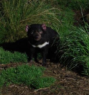 a small black dog standing in the grass