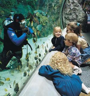一群孩子在水族馆观看一名男子