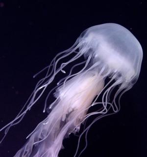 一只水母漂浮在空中