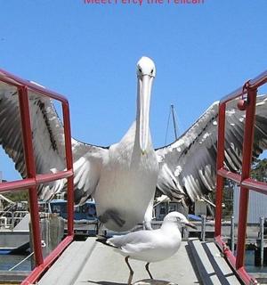 两只鸟站在码头上，张开翅膀