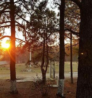 a group of trees with the sun shining through