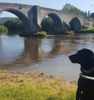 一只黑狗坐在一条有桥的河边