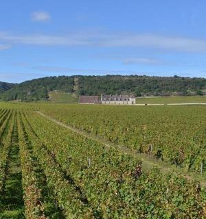 大片农作物田地的鸟瞰图