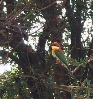 一只鸟栖息在树顶