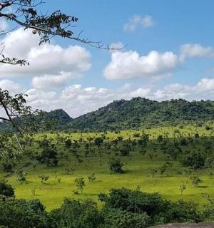 一片绿色的田野，背景是树木和山脉