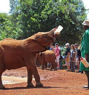 a man feeding a baby elephant from a bottle