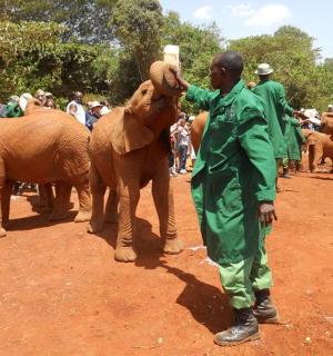 a man in green standing next to a group of elephants