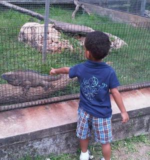 a young boy looking at animals in a cage