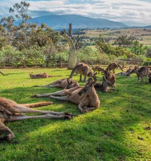 a herd of gazelles laying in the grass