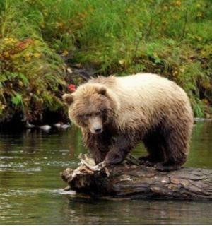 一只棕熊站在水中的一根木头上