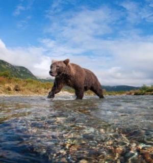 medvěd hnědý kráčející po vodě v řece