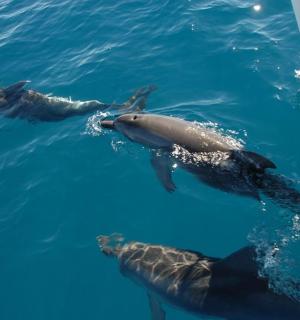 一群海豚在船附近的水中