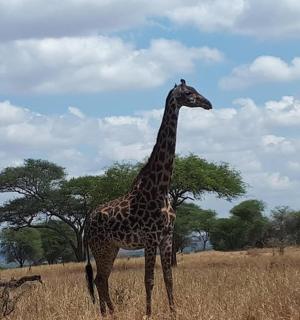 一只长颈鹿站在田野中央