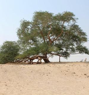 strom uprostřed pouště